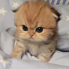 たるたるちきん