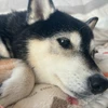Kosuke
