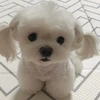 koki