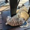 Kiku