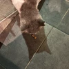 なな