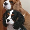 れいこ