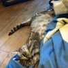 ちーたら