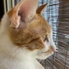 オレンジキャット