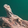 シモチto