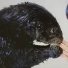 まっくろロイズ