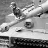 ネコ兵長