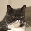 ライラック