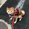 しんば