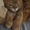 ひふみん