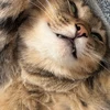 ねこ