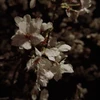 にかいどうはるのぶ