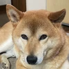 tamu.co.jp