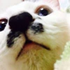 onigiri