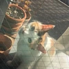 夢見がちなおんな