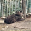 うさぎうま