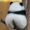 でかい木