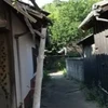 ニンニン茶柱