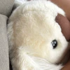 うんた