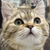 ひとみ