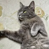 映画を見る猫