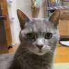 せきむぎ