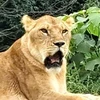 いぬま
