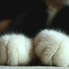 チャマ