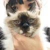 昨日見た犬
