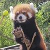 デコたろう