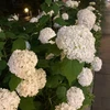 ノーダイ