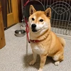 れつ