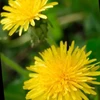 yellowflower