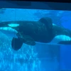 シラダカ