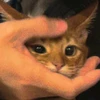 ふー
