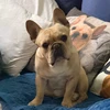 Kyo