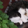 LazyPopcorn