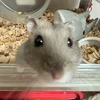 歩
