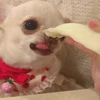 もちごめ