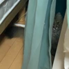 きっと猫