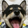 はなたん
