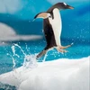 FlyingPenguin