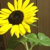 あや
