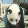 ぱんだ