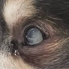 け