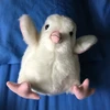 しろいとり