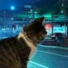 いぬねこ