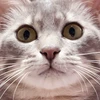 毎秒猫吸いたい