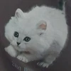 ゆき