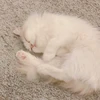 べべ